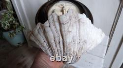 Ancien reliquaire Napoléon III XIXe signé avec bénitier en coquillage véritable Ancien reliquaire Napoléon III XIXe signé avec bénitier en coquillage véritable