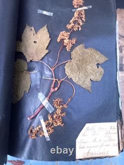 Exceptionnel HERBIER XIXe 407 Plantes Français/Latin + Classification Linné