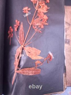 Exceptionnel HERBIER XIXe 407 Plantes Français/Latin + Classification Linné