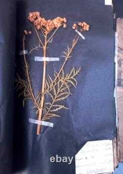 Exceptionnel HERBIER XIXe 407 Plantes Français/Latin + Classification Linné