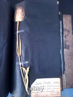 Exceptionnel HERBIER XIXe 407 Plantes Français/Latin + Classification Linné