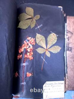 Exceptionnel HERBIER XIXe 407 Plantes Français/Latin + Classification Linné