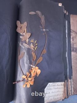 Exceptionnel HERBIER XIXe 407 Plantes Français/Latin + Classification Linné