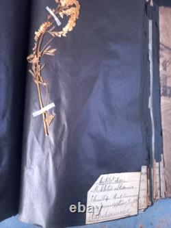 Exceptionnel HERBIER XIXe 407 Plantes Français/Latin + Classification Linné