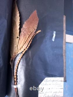 Exceptionnel HERBIER XIXe 407 Plantes Français/Latin + Classification Linné