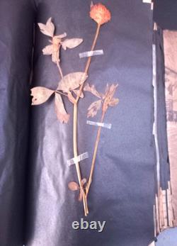 Exceptionnel HERBIER XIXe 407 Plantes Français/Latin + Classification Linné