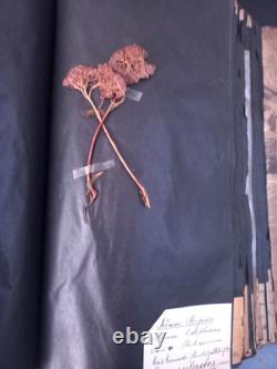 Exceptionnel HERBIER XIXe 407 Plantes Français/Latin + Classification Linné