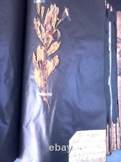 Exceptionnel HERBIER XIXe 407 Plantes Français/Latin + Classification Linné