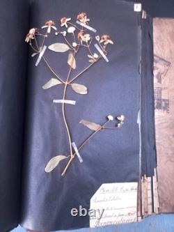 Exceptionnel HERBIER XIXe 407 Plantes Français/Latin + Classification Linné