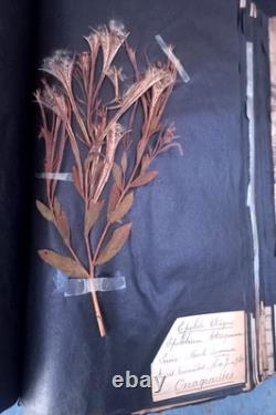 Exceptionnel HERBIER XIXe 407 Plantes Français/Latin + Classification Linné