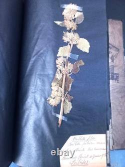 Exceptionnel HERBIER XIXe 407 Plantes Français/Latin + Classification Linné