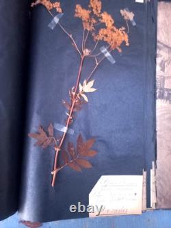 Exceptionnel HERBIER XIXe 407 Plantes Français/Latin + Classification Linné