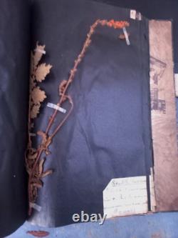 Exceptionnel HERBIER XIXe 407 Plantes Français/Latin + Classification Linné