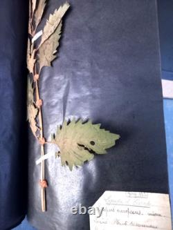 Exceptionnel HERBIER XIXe 407 Plantes Français/Latin + Classification Linné