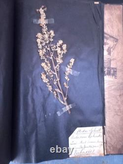 Exceptionnel HERBIER XIXe 407 Plantes Français/Latin + Classification Linné