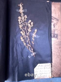 Exceptionnel HERBIER XIXe 407 Plantes Français/Latin + Classification Linné