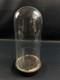 Globe Cylindrique Xixe En Verre Sur Socle En Bois Noirci Napol&eacute;on Iii