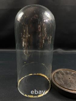 Globe cylindrique XIXe en verre sur socle en bois noirci Napoléon III