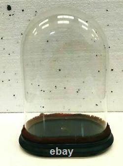 Globe de mariée en verre soufflé et socle en bois noir XIX siècle